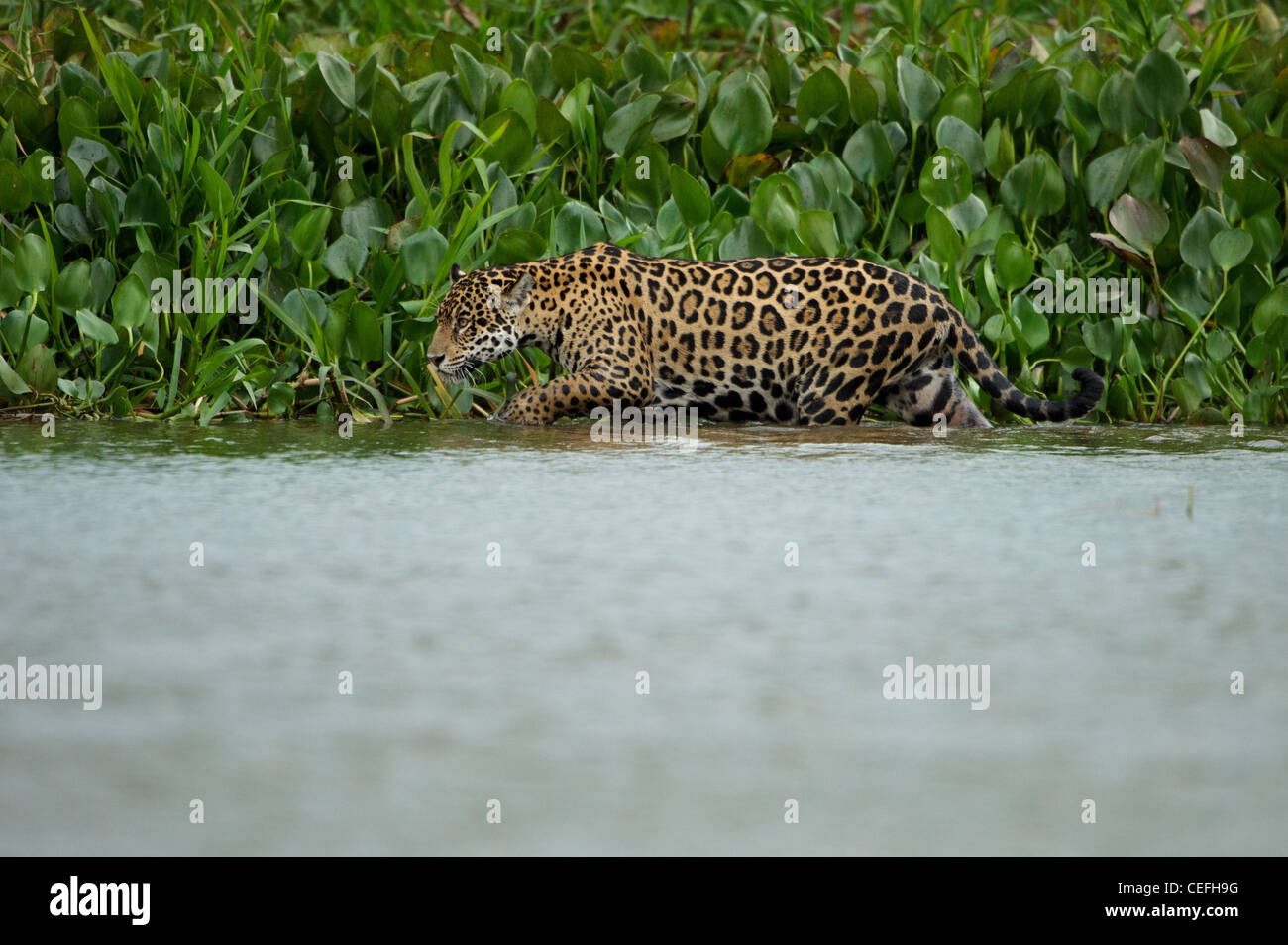 Ein wildes Jaguar waten im seichten Wasser Stockfoto