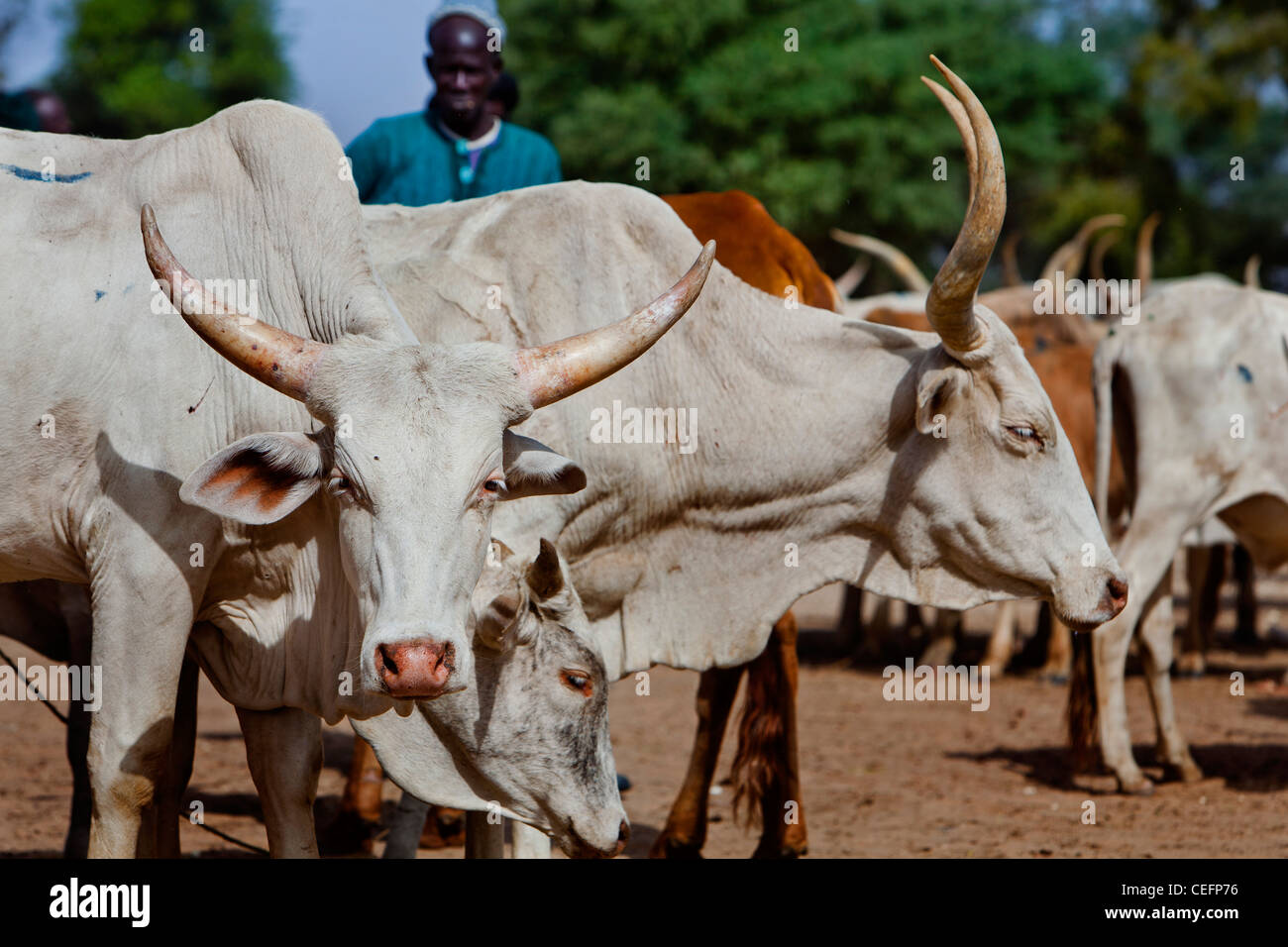 Senegal-Kühe zum Verkauf auf dem Bush Markt im Dorf Mbayefaye Stockfoto