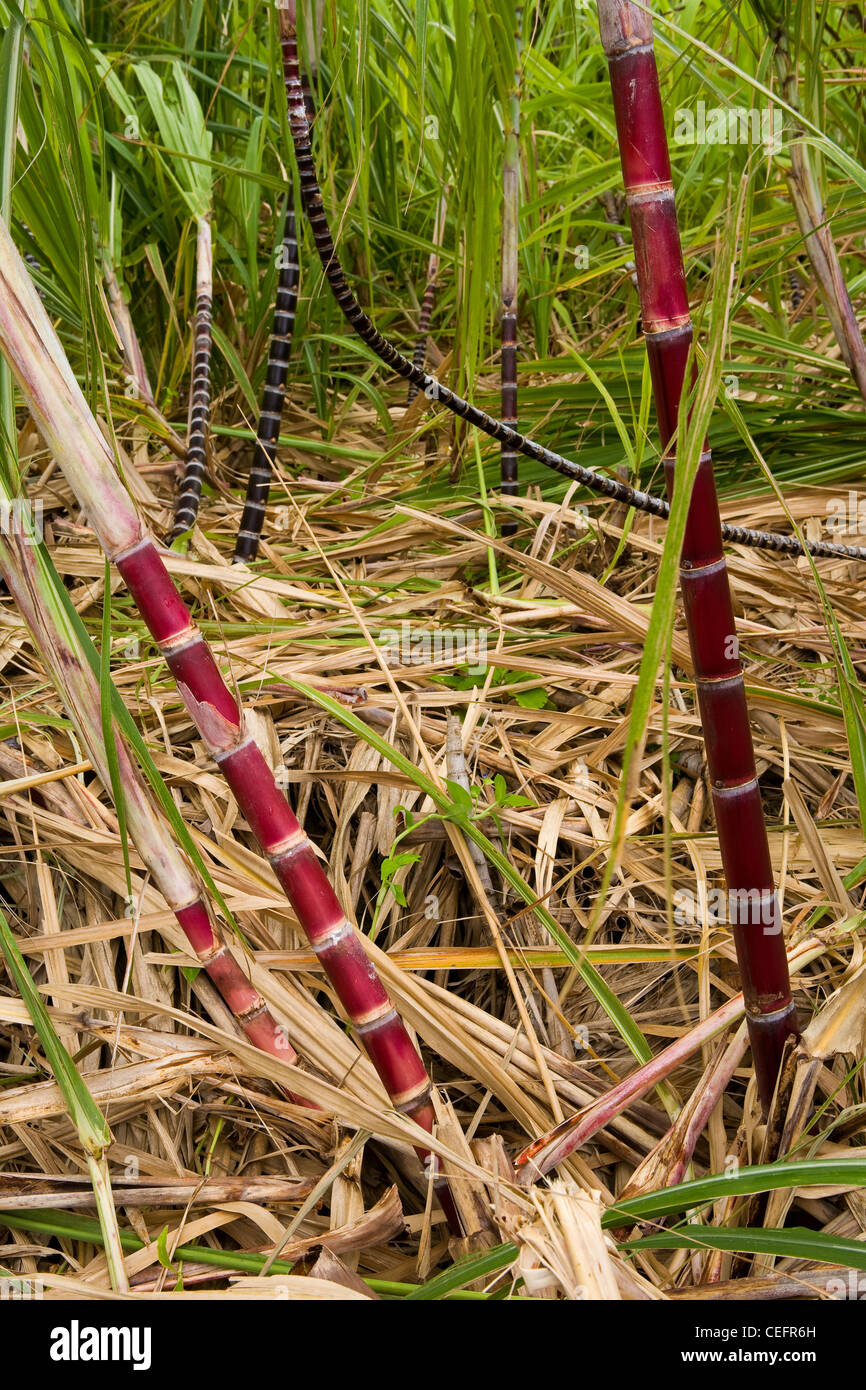 Zuckerrohr (Saccharum Officinarum) im Limahuli Garden auf Kauai, Hawaii. USA Stockfoto