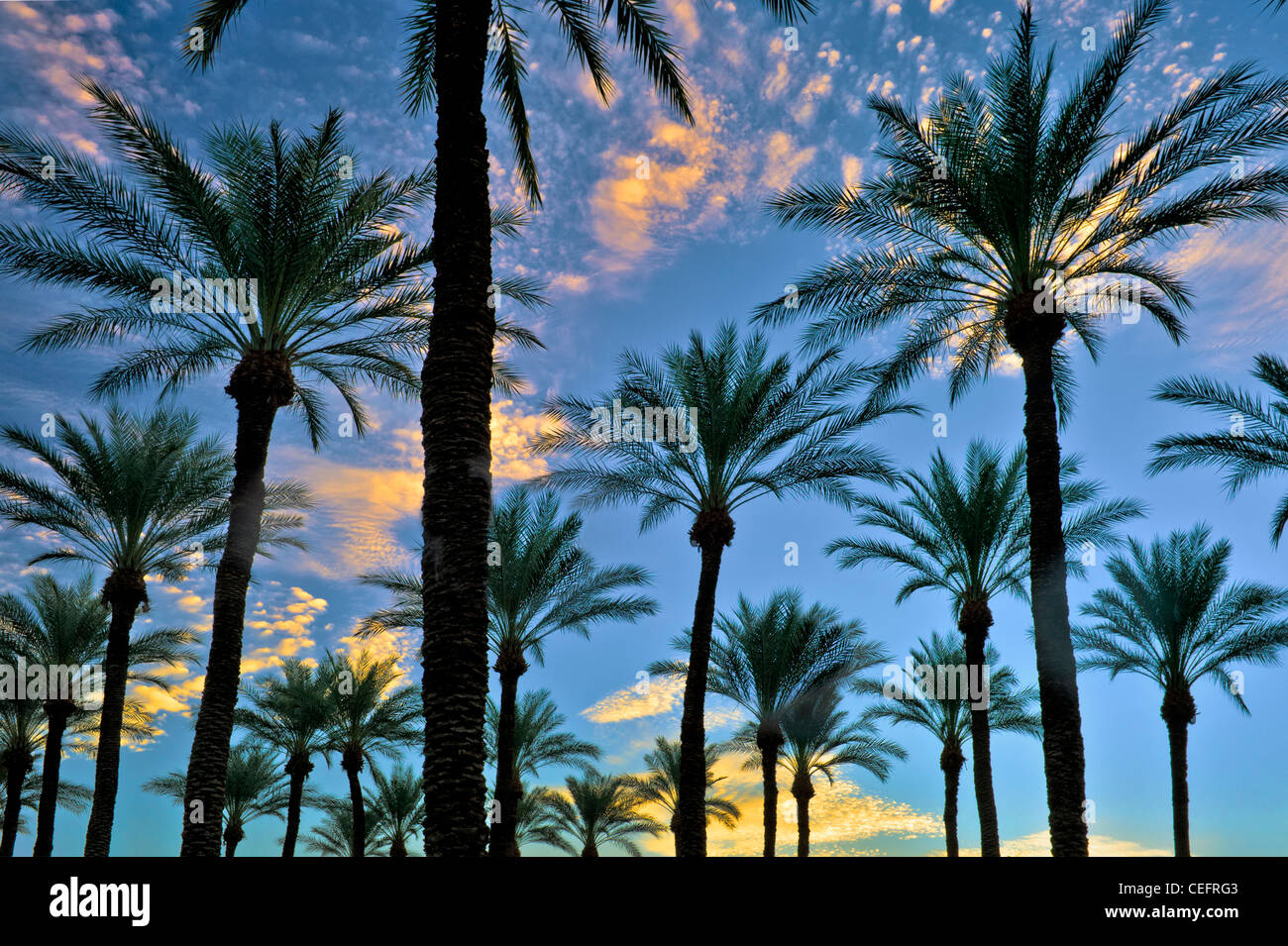 Palmen am Sonnenaufgang. Palm Desert, Kalifornien Stockfoto