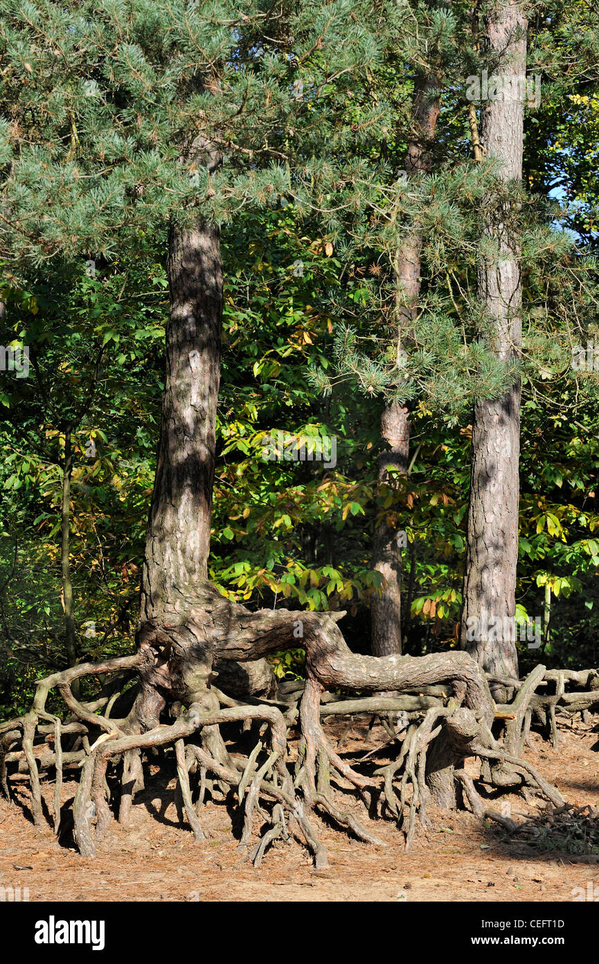 Ausgesetzt Wurzeln der Kiefern durch Bodenerosion in Wald bei Kasterlee, Belgien Stockfoto