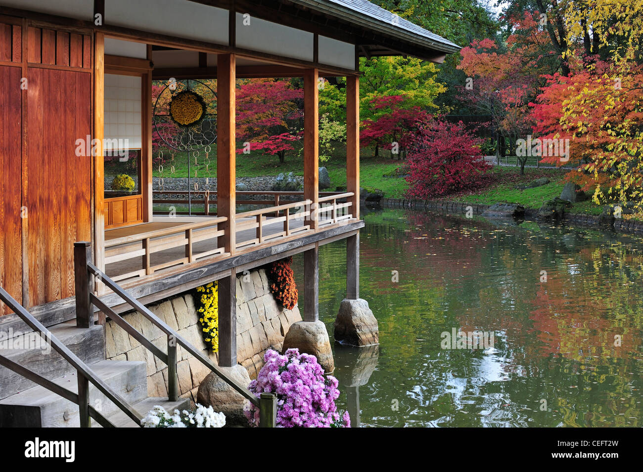 Traditioneller Tee Haus am Teich und glatte japanische Ahorne in bunten Herbstfarben am japanischen Garten in Hasselt, Belgien Stockfoto