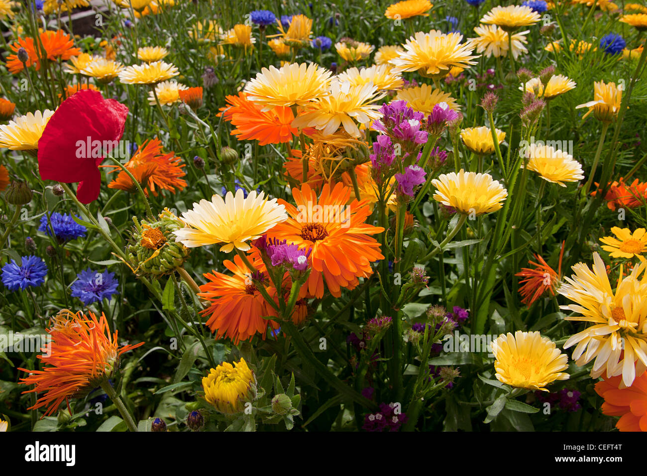 traditionelle englische Blumen angepflanzt in Gärten der Souter Lighthouse, South Shields, Sunderland, England Stockfoto