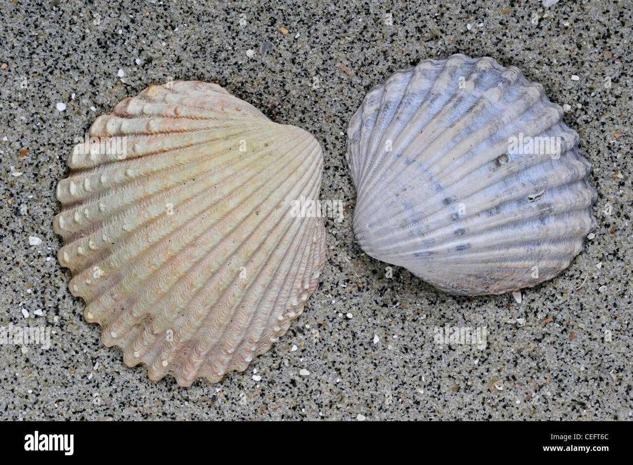 Schlecht gerippten Herzmuschel (Acanthocardia Paucicostata) Shell, Normandie, Frankreich Stockfoto
