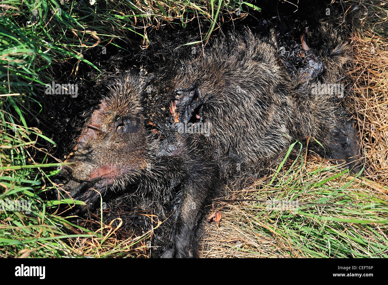 Stinkenden Wildschwein (Sus Scrofa) Karkasse, Roadkill in Zustand der Zersetzung und Befall von Maden Fäulnis im Straßenrand, Belgien Stockfoto