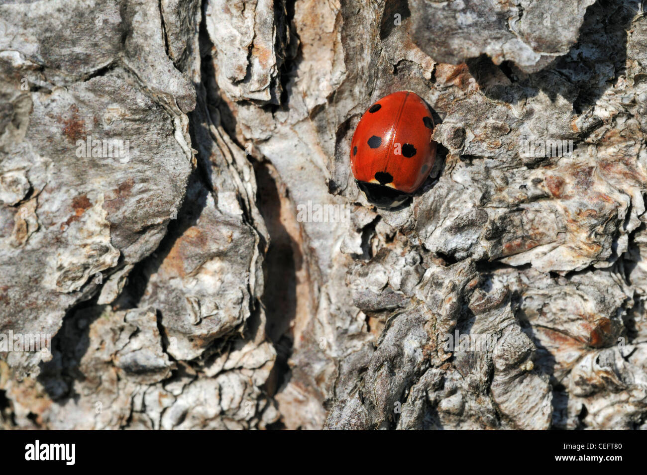 Seven-Spot Ladybird / Seven-spotted Marienkäfer (Coccinella Septempunctata) suchen einen Platz zum überwintern in Baumrinde, Belgien Stockfoto