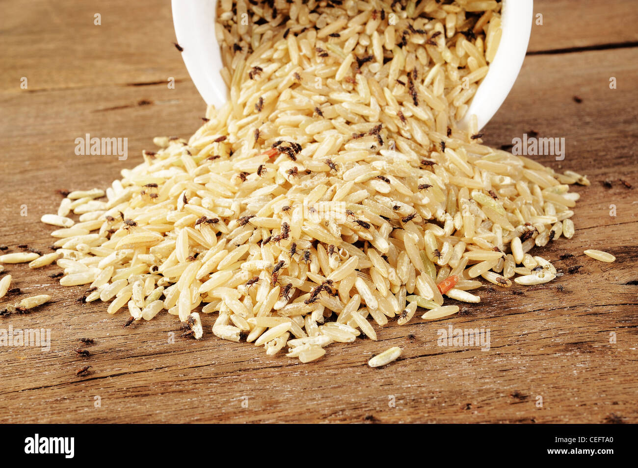 Rüsselkäfer zerstört brauner Reis Stockfoto