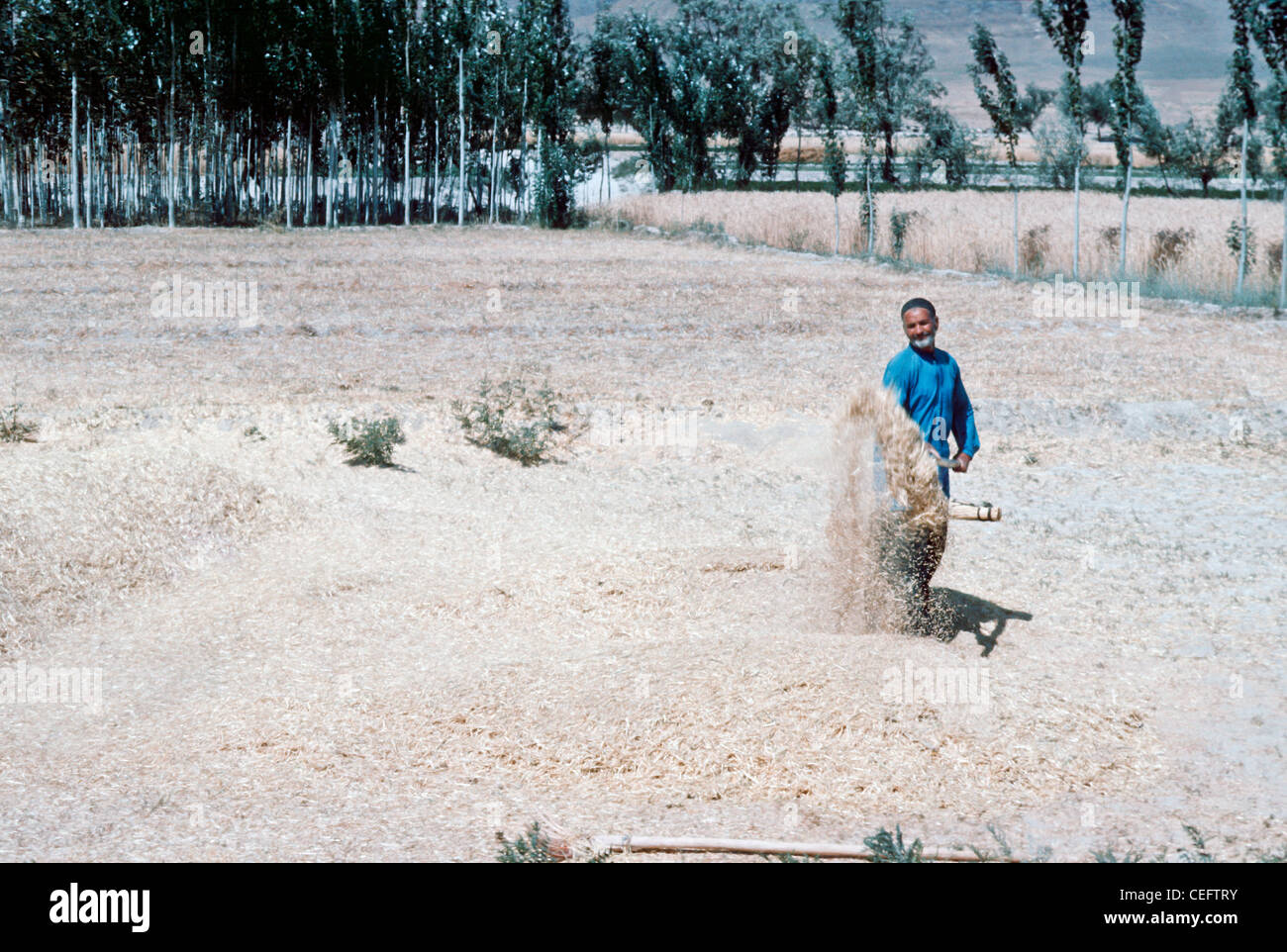 IRAN, ARAK: Iranische Bauern werfen geerntet Korn in der Luft, der Wind separate lassen den Weizen von der Spreu in der Nähe von Arak, Iran Stockfoto