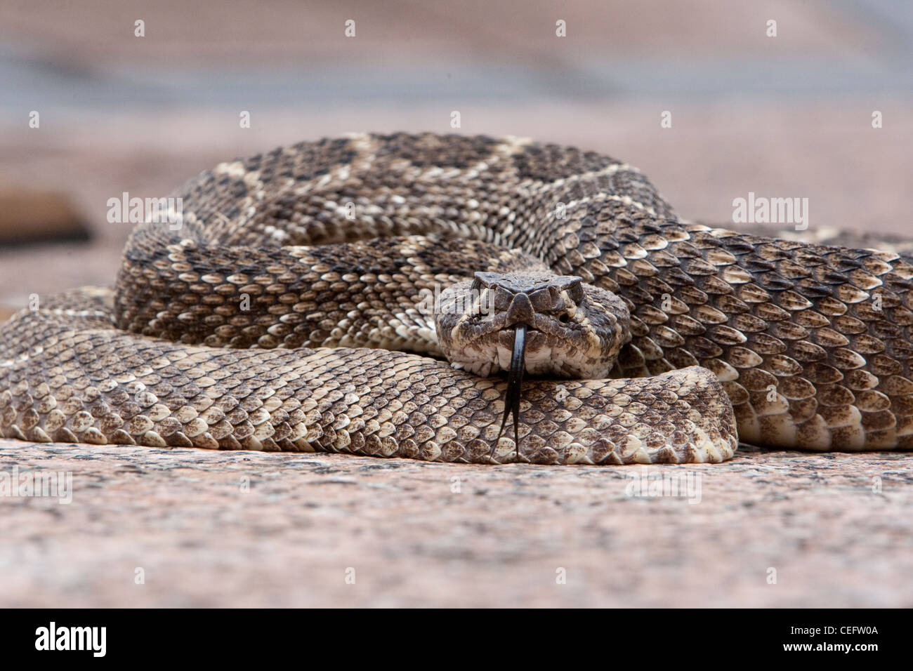 Klapperschlange giftige gefährliche Rassel giftige Crotalus Sistrurus Raubtier Stockfoto