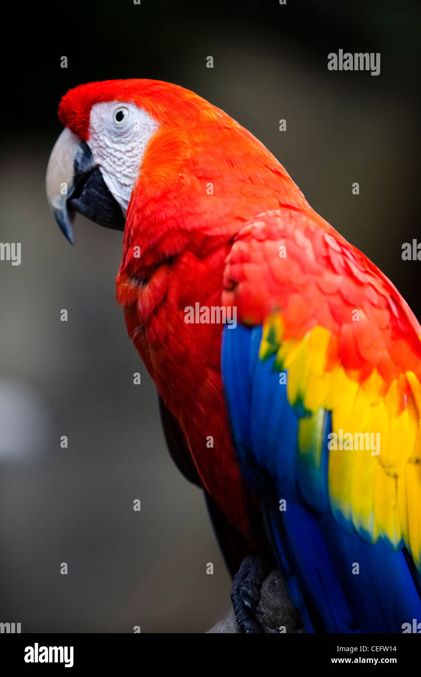 Potrait von Scarlet Ara - Ara Macao, Moody Gardens Regenwald, Galveston, Texas Stockfoto