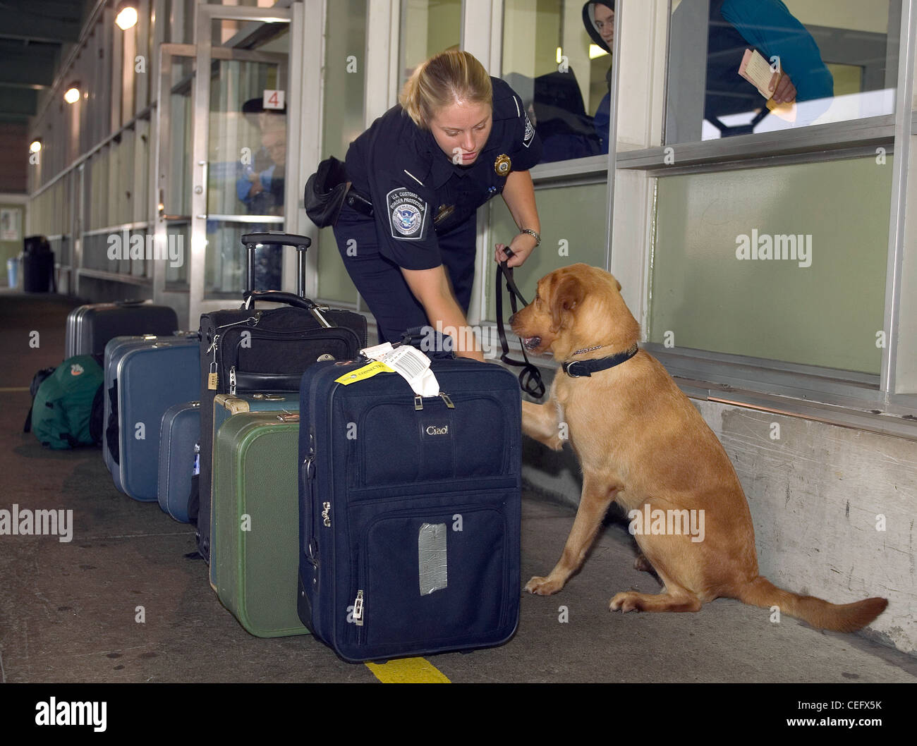 Ein eckzahn CBP Offizier prüft eine Passagiere Gepäck nach der Ankunft in den USA Stockfoto