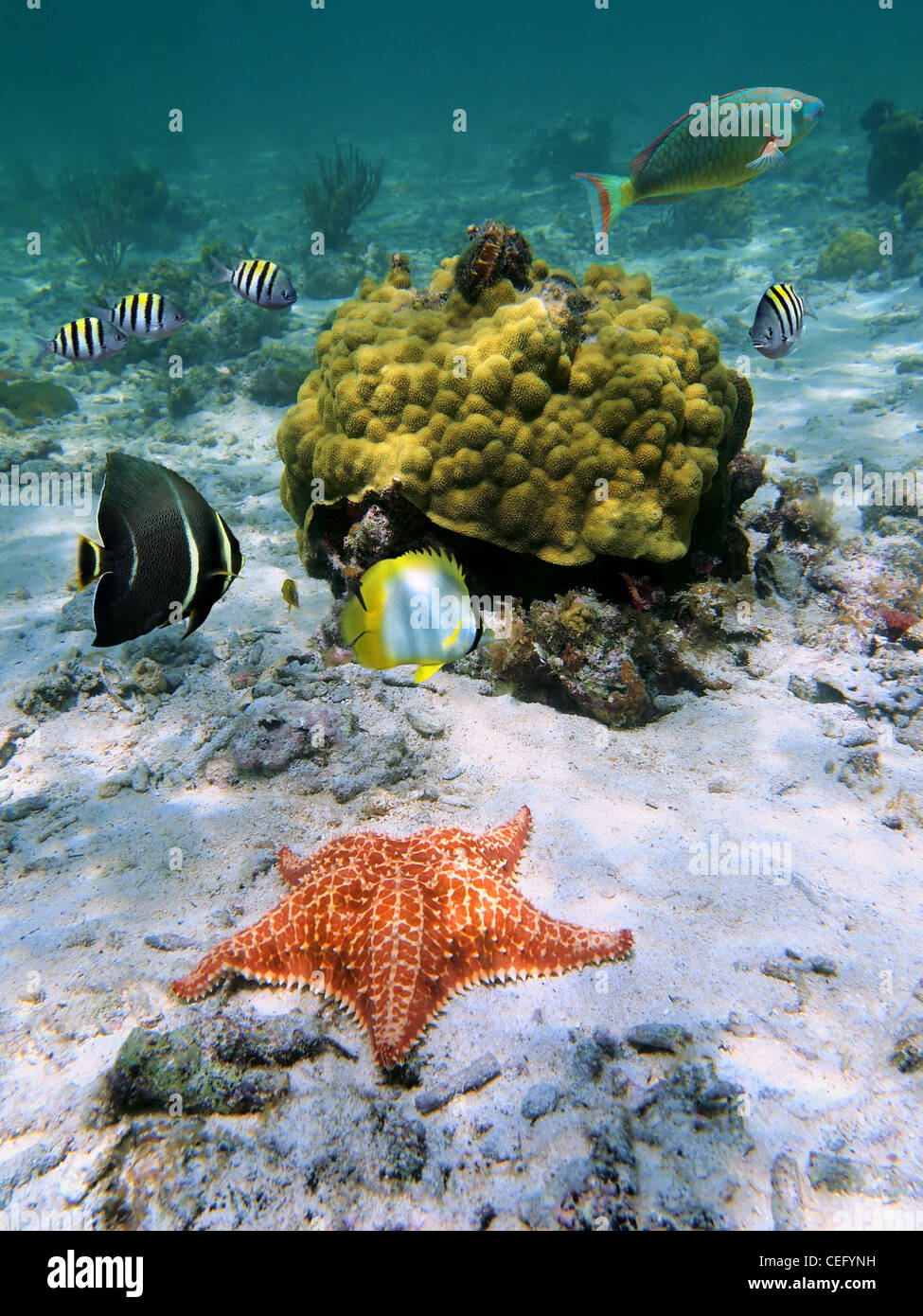 Unterwasser Seestern mit tropischen Fischen und Korallen, Karibik Stockfoto