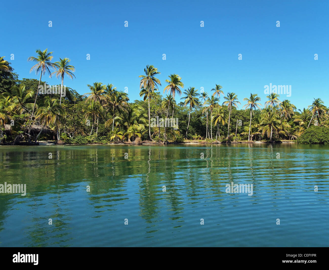 Tropische Ufer in Panama mit Kokospalmen, Mittelamerika Stockfoto