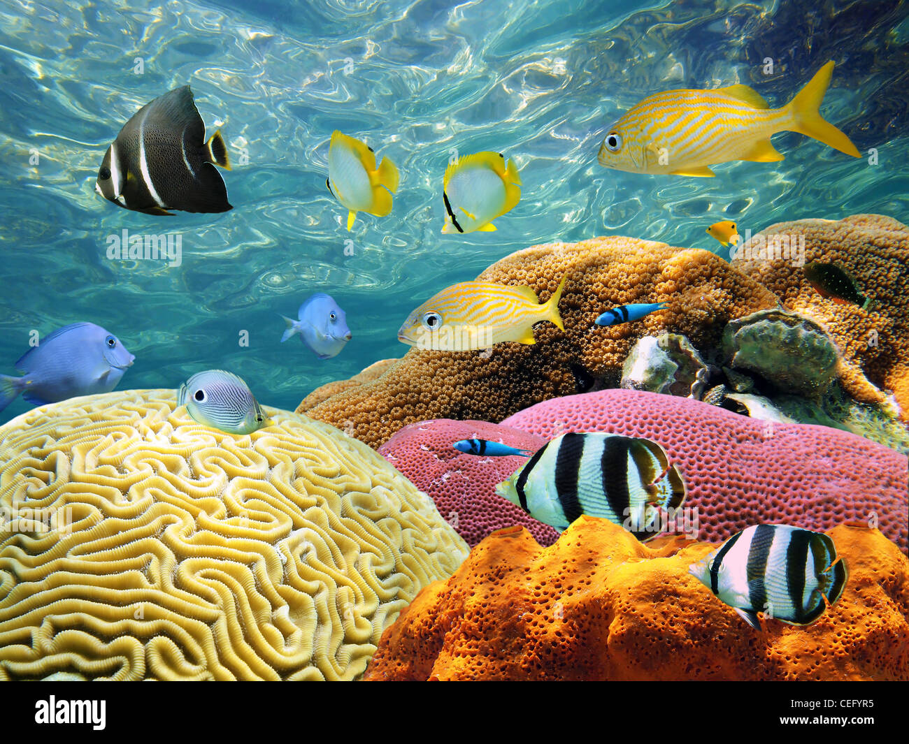 Underwater Coral Reef mit bunten Fischen und Wasser Oberfläche im Hintergrund Stockfoto