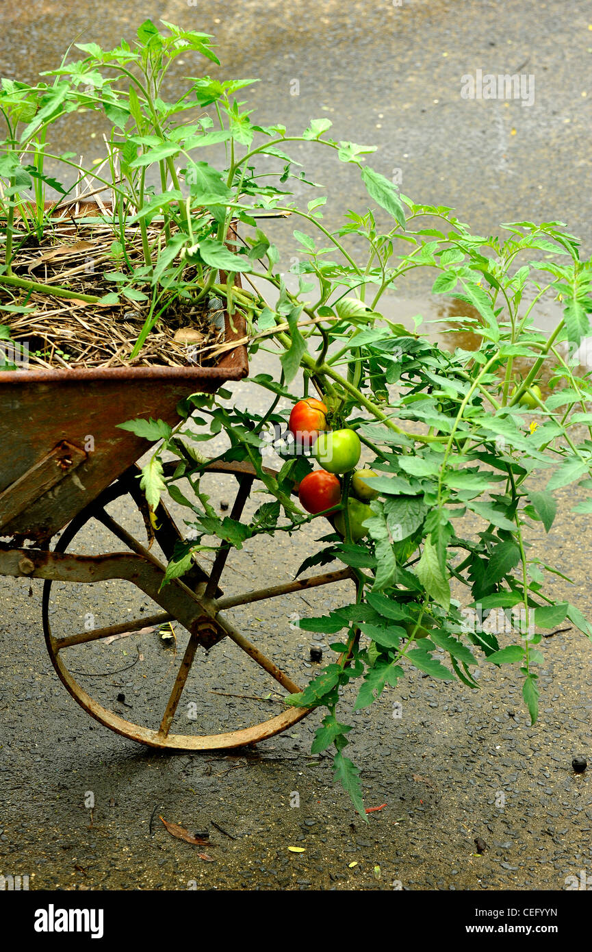 Tomaten wachsen in alte Schubkarre Stockfoto