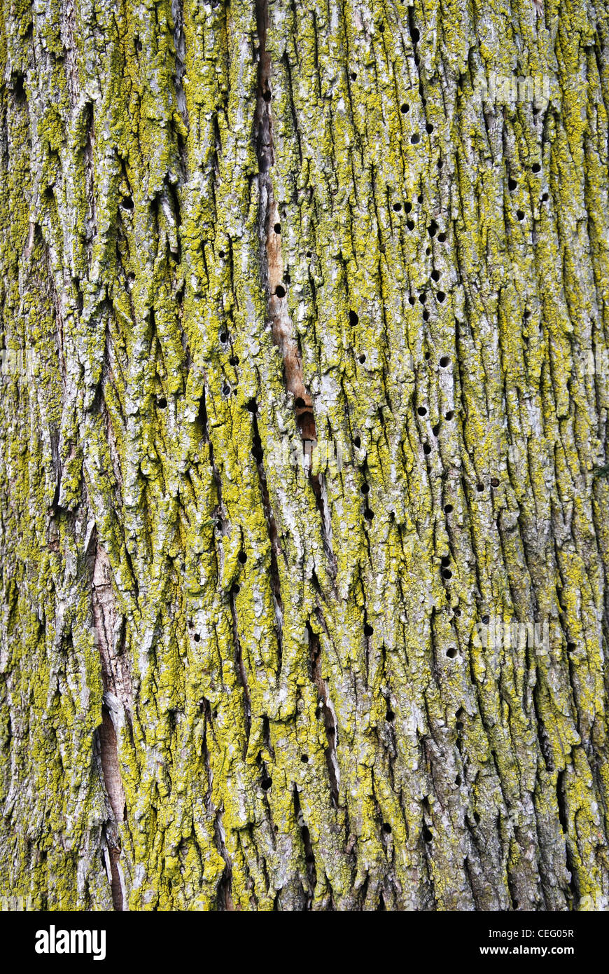 Baum, Rinde, Textur, Muster, Kortex, Hintergrund, Rinde, Stockfoto