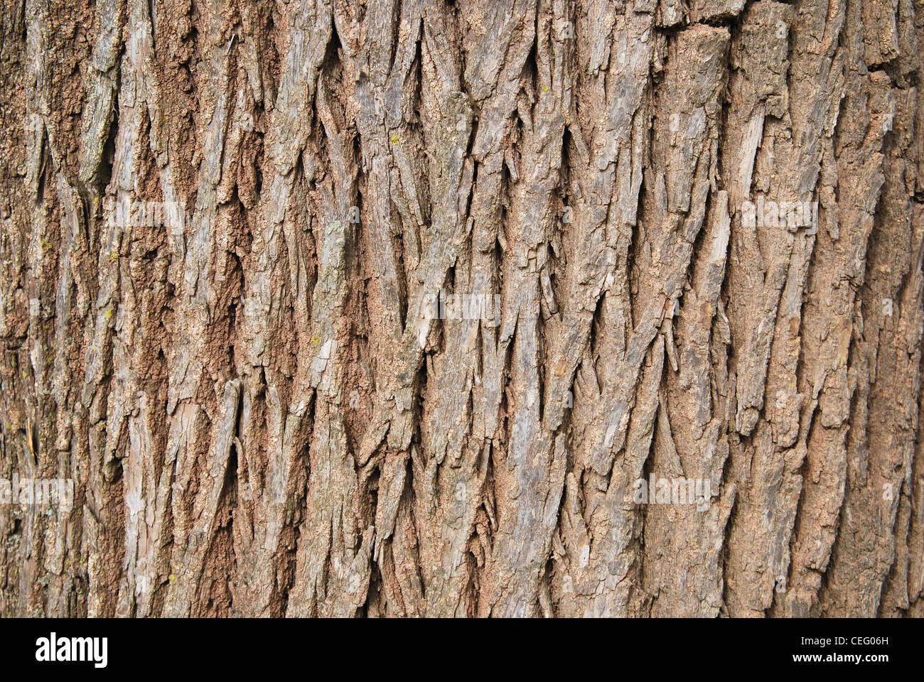Baum, Rinde, Textur, Muster, Kortex, Hintergrund, Rinde, Stockfoto
