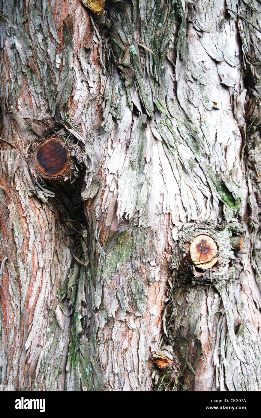 Baum, Rinde, Textur, Muster, Kortex, Hintergrund, Rinde, Stockfoto