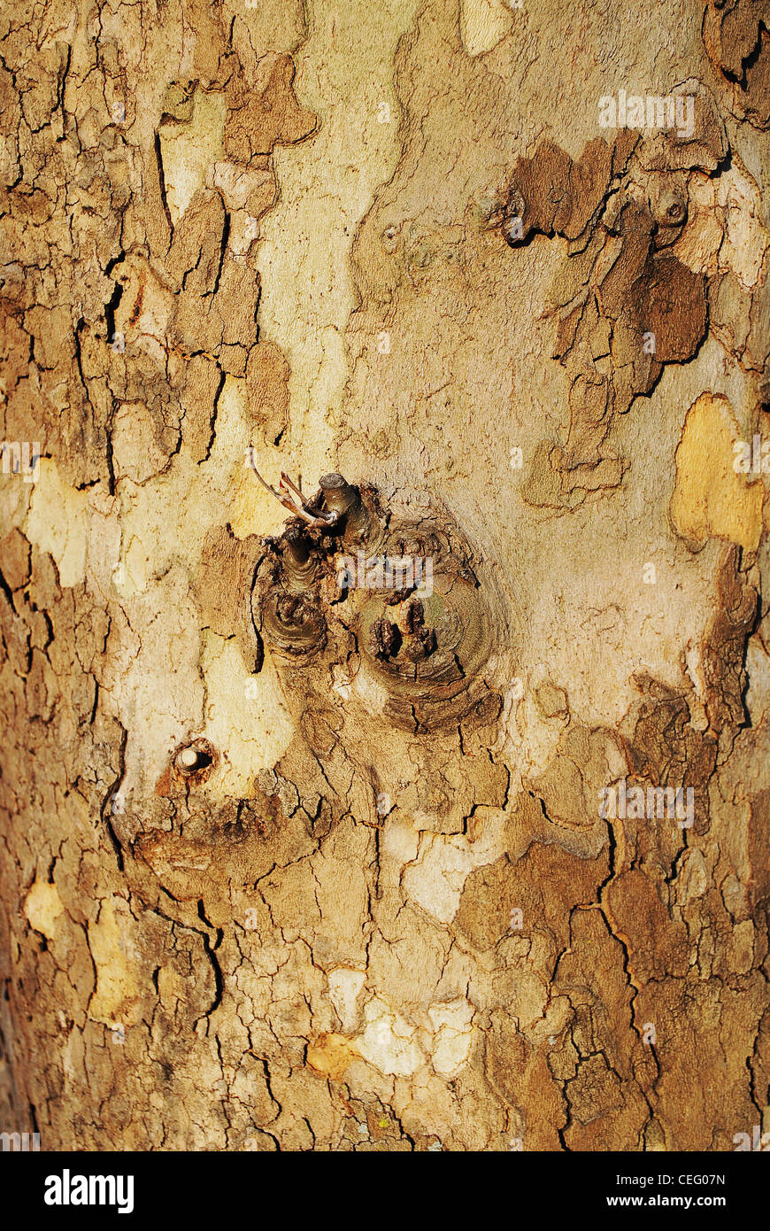 Baum, Rinde, Textur, Muster, Kortex, Hintergrund, Rinde, Stockfoto