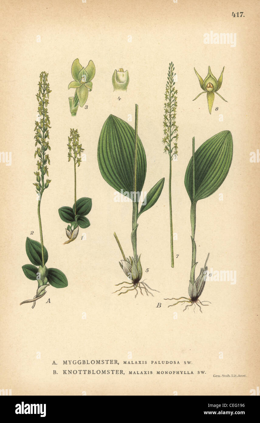 Moor Addierer Mund Orchideen, Hammarbya Paludosa und weißen Addierer Mund Orchidee, Malaxis Monophyllos. Stockfoto