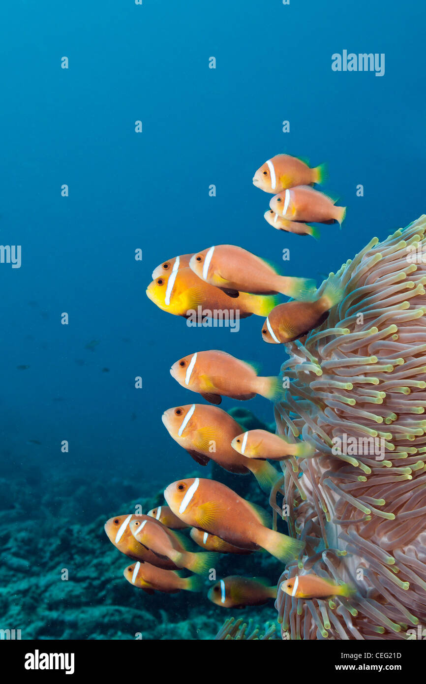 Familie der endemischen Malediven Anemonenfischen Amphiprion Nigripes, Nord Male Atoll, Indischer Ozean, Malediven Stockfoto