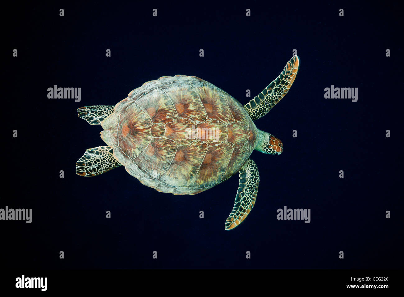 Green Sea Turtle, Chelonia Mydas, Baa-Atoll, Indischer Ozean, Malediven Stockfoto