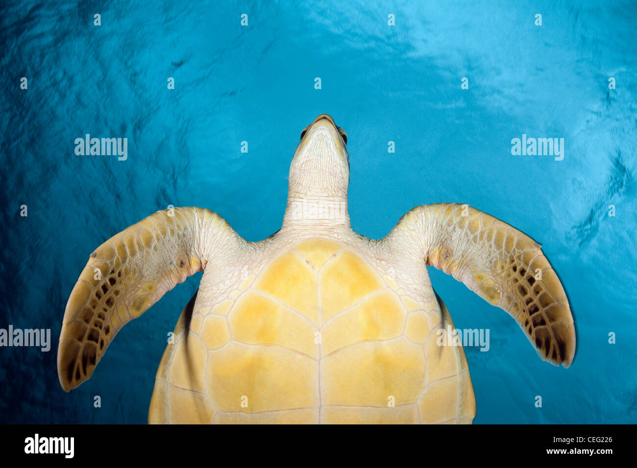 Green Sea Turtle, Chelonia Mydas, Baa-Atoll, Indischer Ozean, Malediven ...