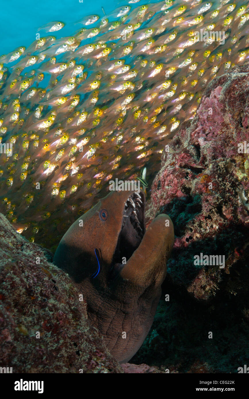 Giant Moray versteckt zwischen Felsen, Gymnothorax Javanicus, Baa Atoll, Indischer Ozean, Malediven Stockfoto