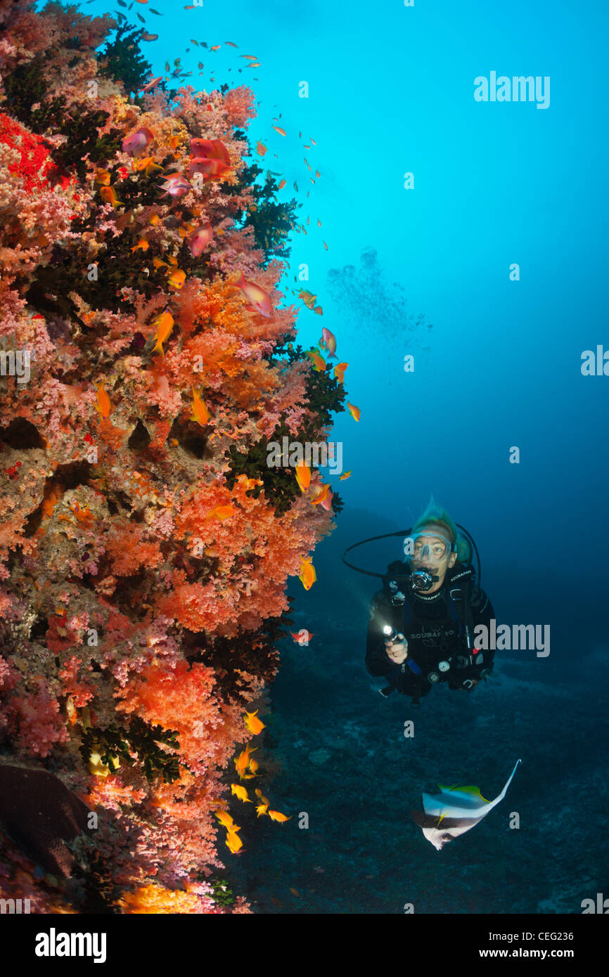 Tauchen am Korallenriff, Nord Male Atoll, Indischer Ozean, Malediven Stockfoto