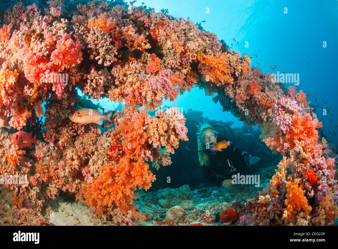 Tauchen am Korallenriff, Nord Male Atoll, Indischer Ozean, Malediven Stockfoto