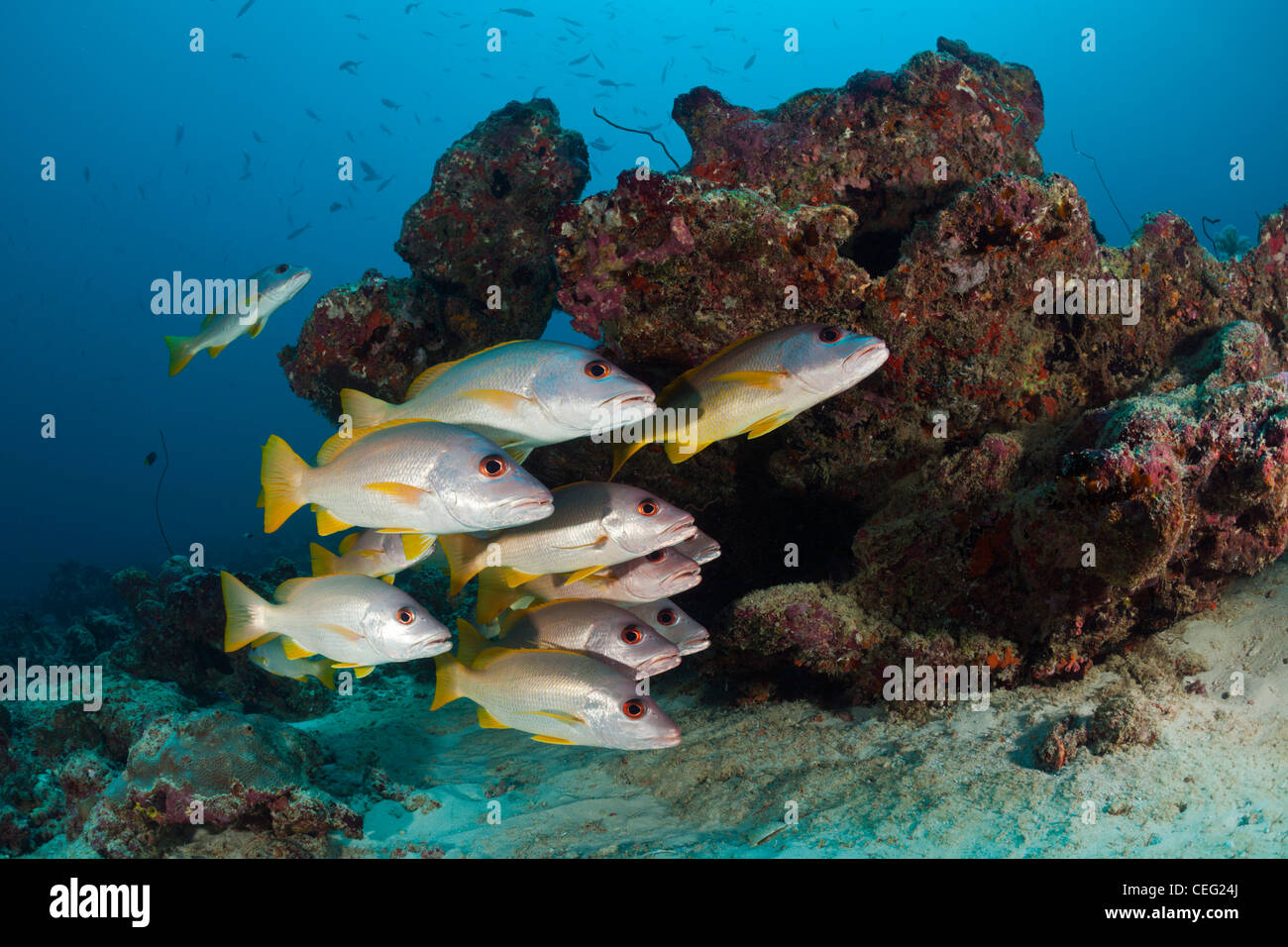 One-Spot Snapper, Fischschwarm Lutjanus Monostigma, Nord Male Atoll, Indischer Ozean, Malediven Stockfoto