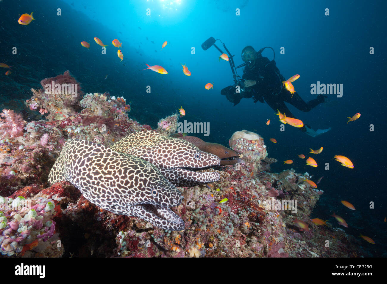 Paar von Honeycomb Moray Gymnothorax Favagineus, Nord Male Atoll, Indischer Ozean, Malediven Stockfoto