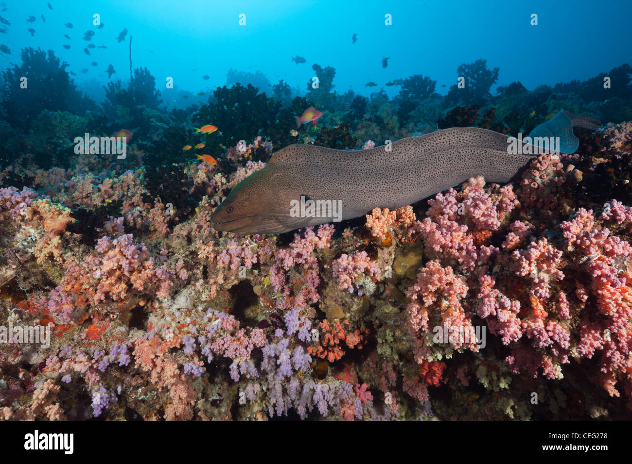 Giant Moray über Coral Reef, Gymnothorax Javanicus, Nord Male Atoll, Indischer Ozean, Malediven Stockfoto