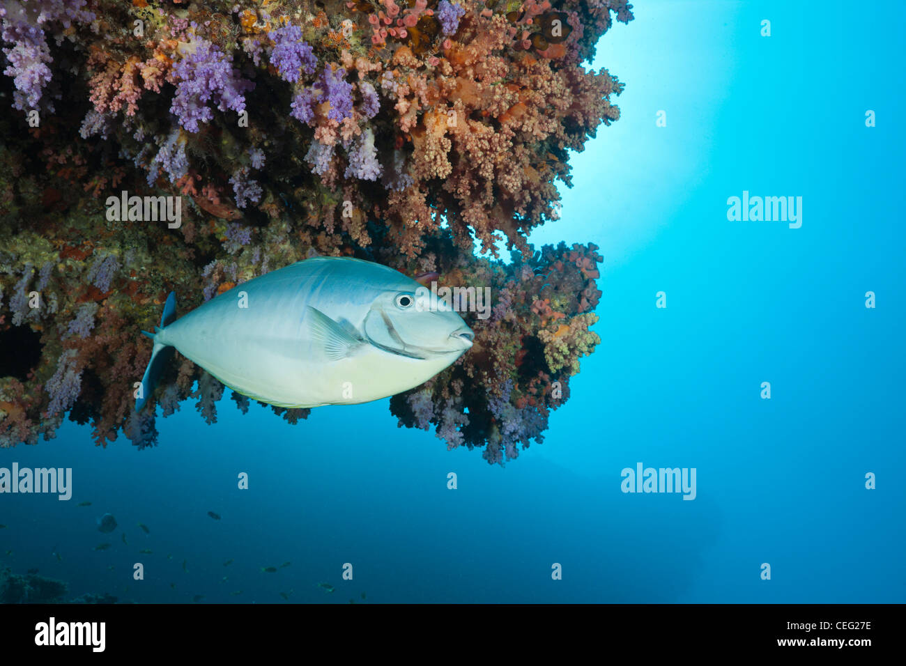 Schlanke Unicornfish, Naso Hexacanthus, Baa Atoll, Indischer Ozean, Malediven Stockfoto