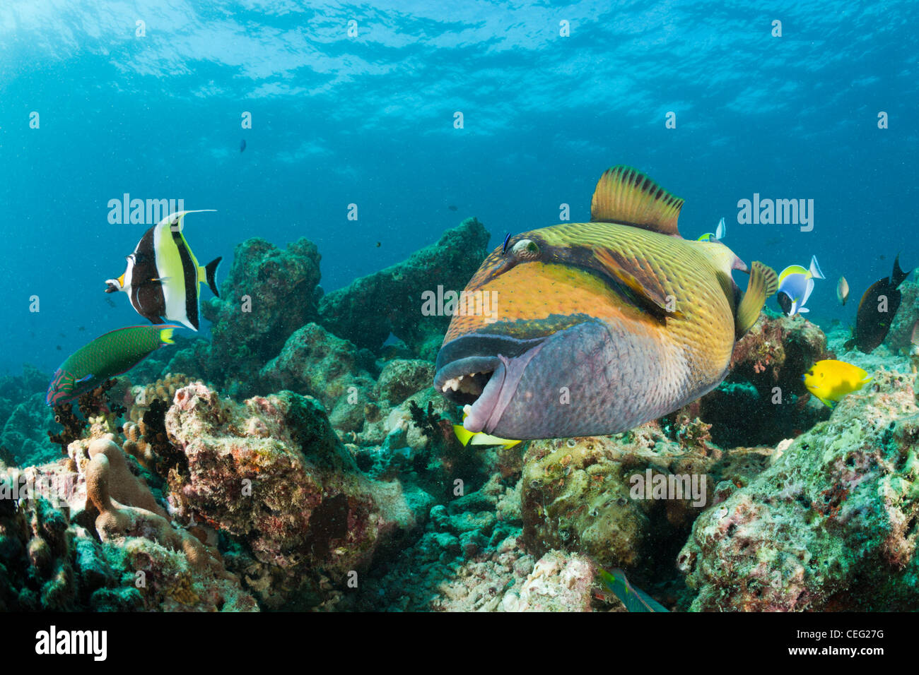 Schnurrbart-Drückerfisch, Balistoides Viridescens, Baa Atoll, Indischer Ozean, Malediven Stockfoto