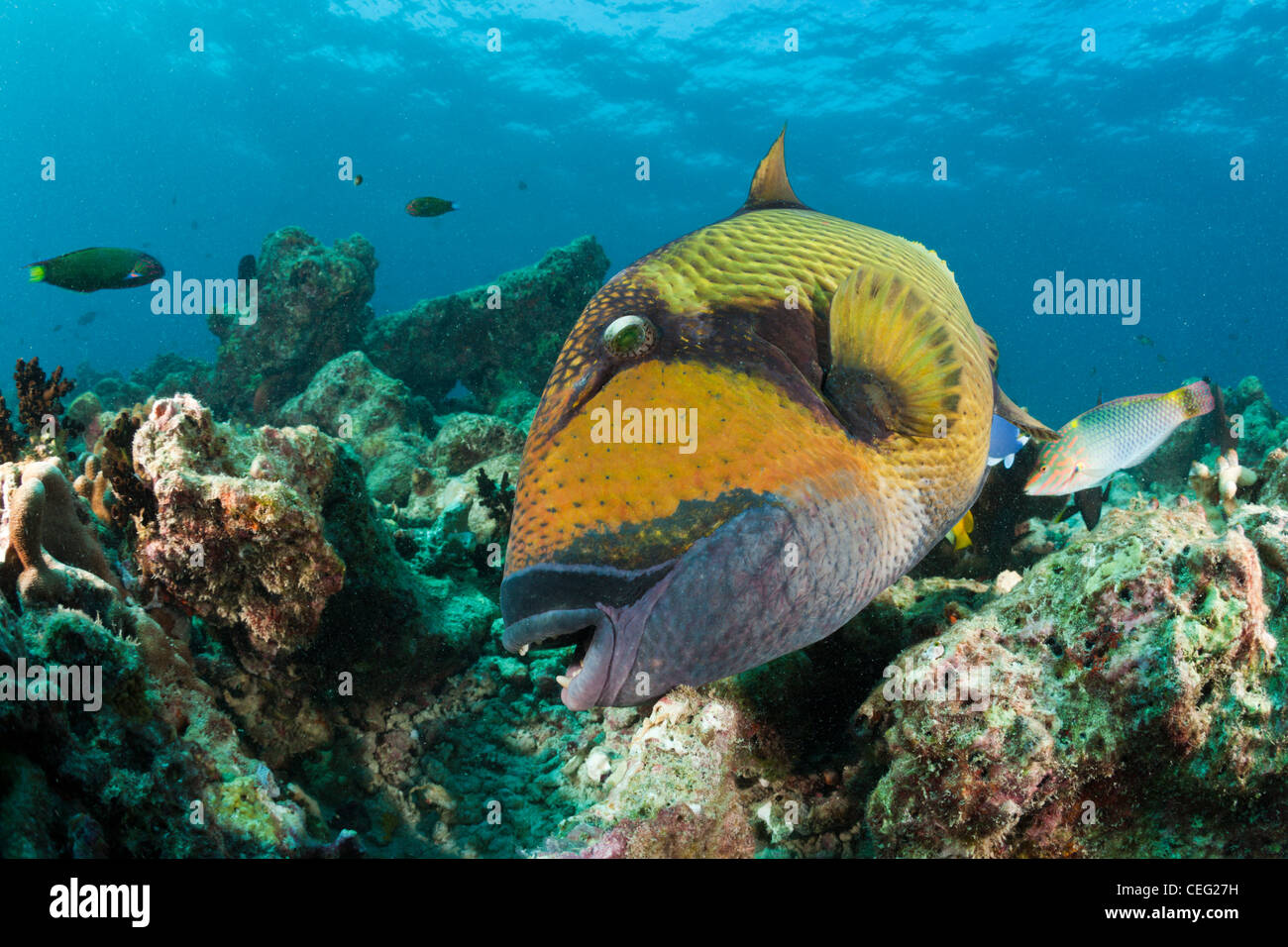 Schnurrbart-Drückerfisch, Baa Atoll, Indischer Ozean, Malediven Stockfoto