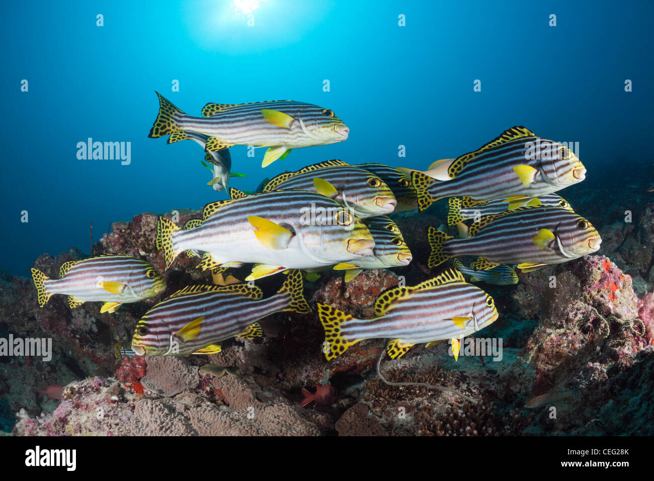 Malediven fische -Fotos und -Bildmaterial in hoher Auflösung – Alamy