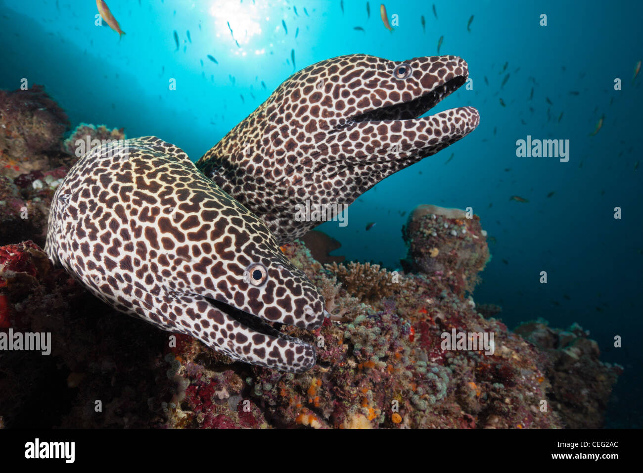 Paar von Honeycomb Moray Gymnothorax Favagineus, Nord Male Atoll, Indischer Ozean, Malediven Stockfoto