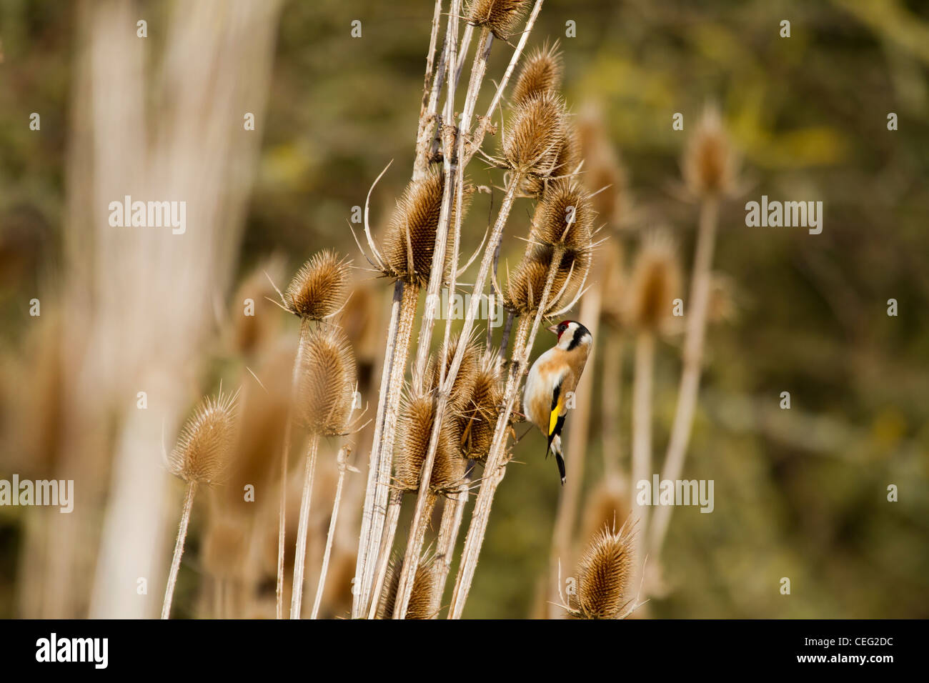 Stieglitz (Zuchtjahr-Zuchtjahr) ernähren sich von Mariendistel-Samen Stockfoto