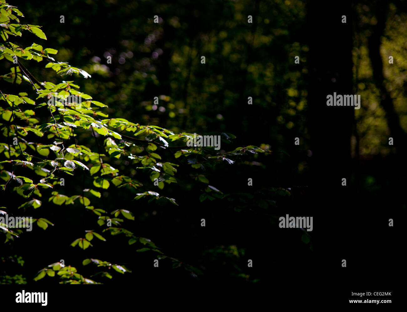 Buche auf Ranmore gemeinsamen, Surrey, Surrey Hügel, Wald, im Sommer im Wald, Sonne Licht durch Bäume. Stockfoto