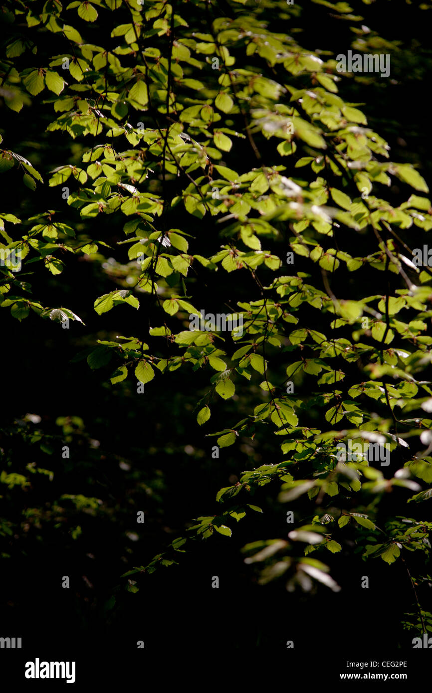 Buche auf Ranmore gemeinsamen, Surrey, Surrey Hügel, Wald, im Sommer im Wald, Sonne Licht durch Bäume. Stockfoto