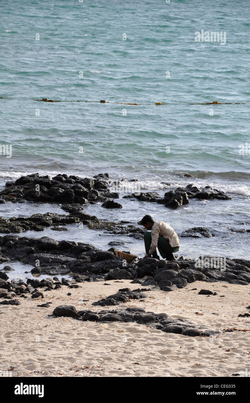 Fischer, Muscheln sammeln, im Morgengrauen Stockfoto