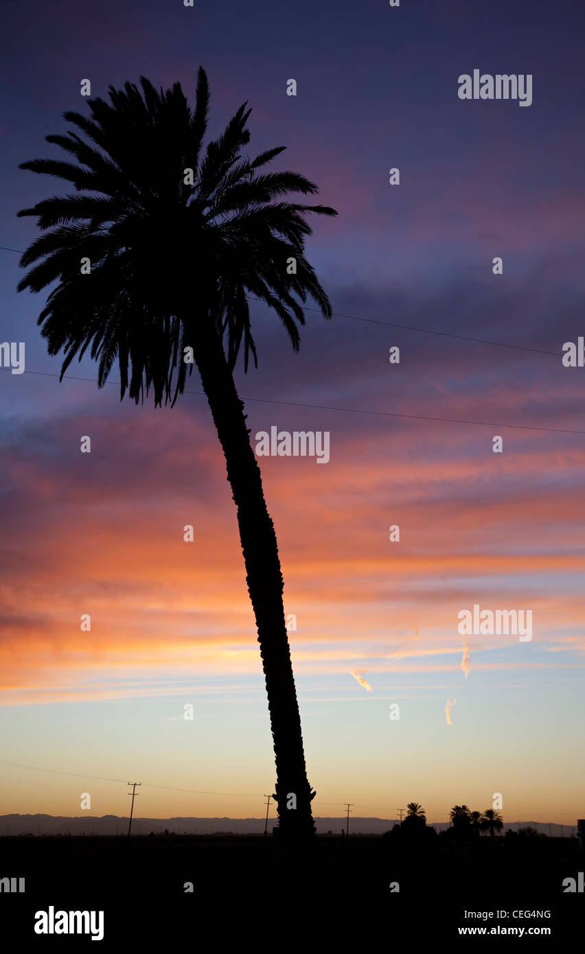 Holtville, Kalifornien - eine Palme in der Abenddämmerung im Imperial Valley. Stockfoto