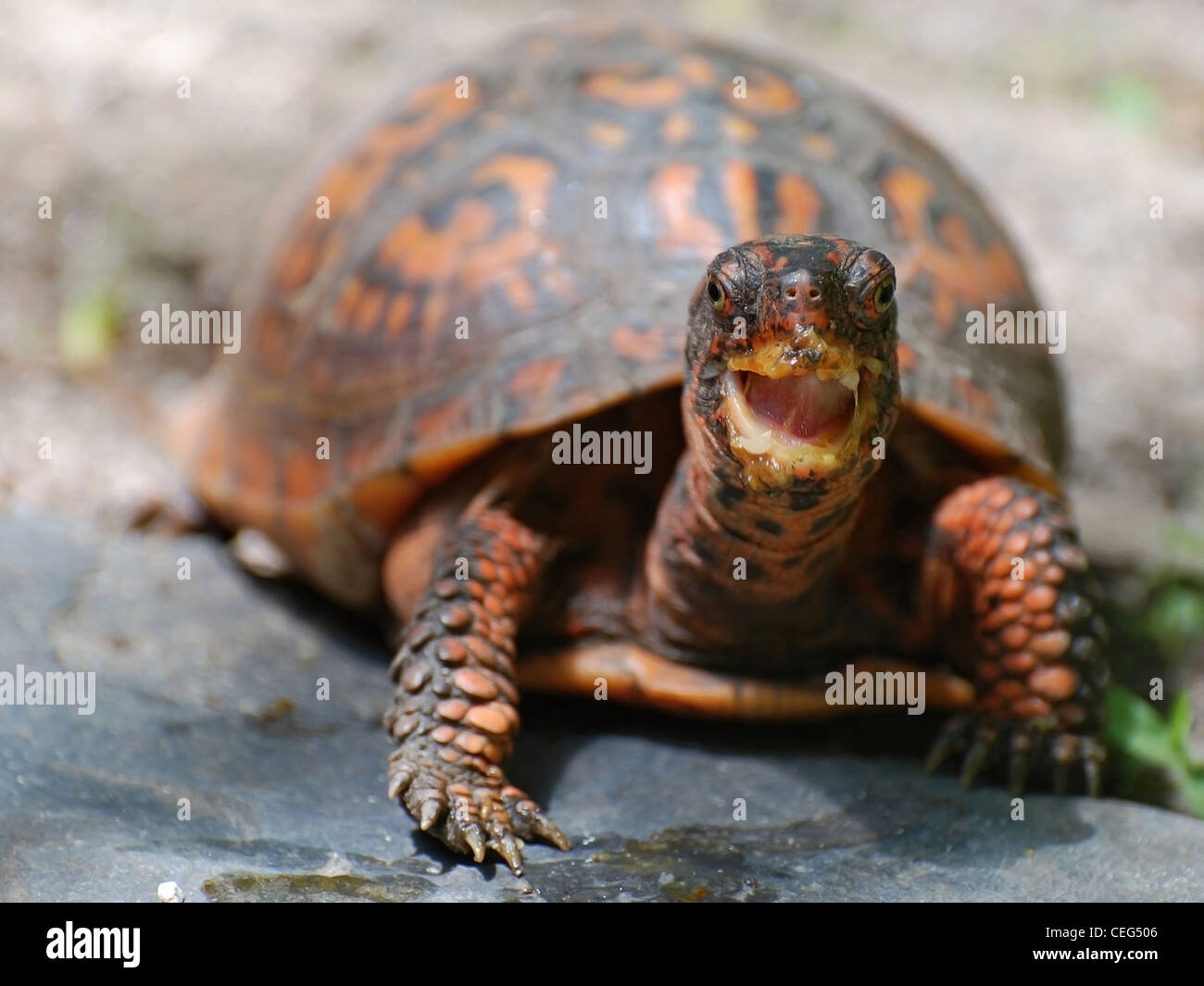 Schluck des Glücks - ein Kasten-Schildkröte, die nur ein Leckerbissen genossen hat Stockfoto