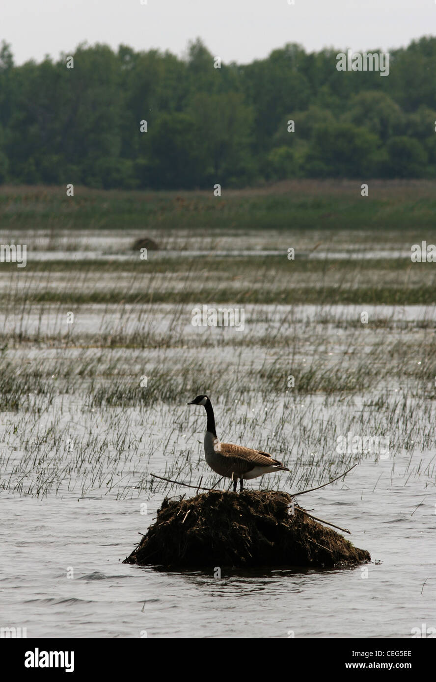 Sanada Gans wegfliegende Bisamratte Lodge Magee Marsh Ottawa Wildlife refuge ohio Stockfoto