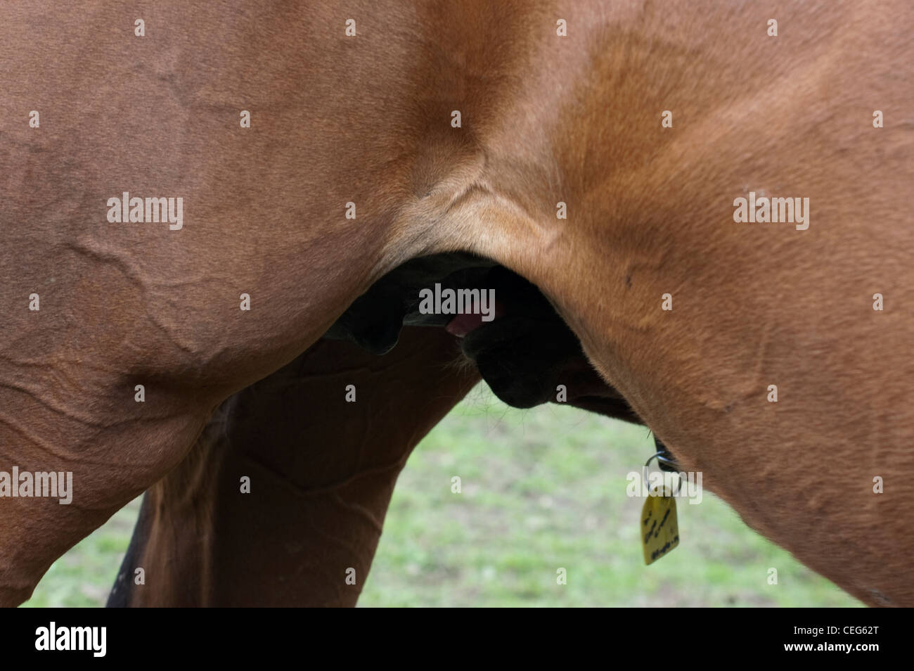 Nahaufnahme der Fohlen von Stute Spanferkel. Stockfoto