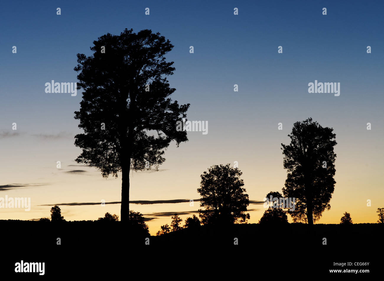 Bäume gegen Abend Abendrot Stockfoto