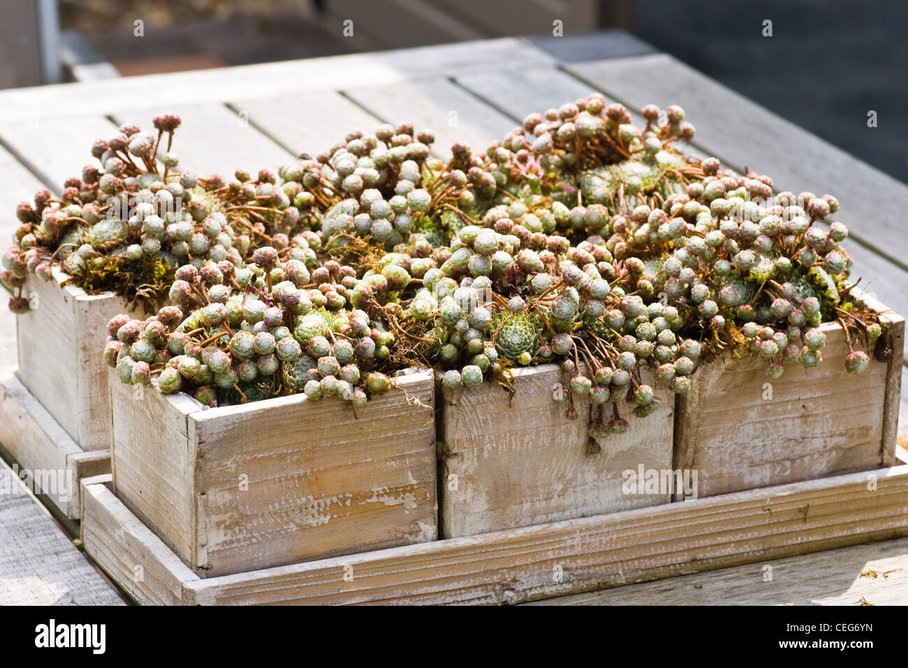 Holzkisten mit Sempervivum Pflanzen als Tischdekoration im Garten im Sommer Stockfoto