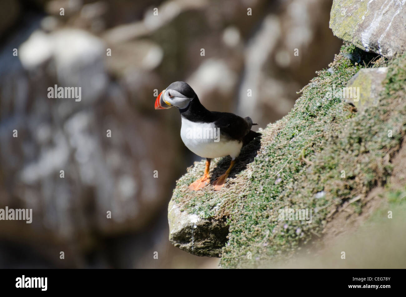 Ein Papageientaucher auf Felsen sitzend Stockfoto