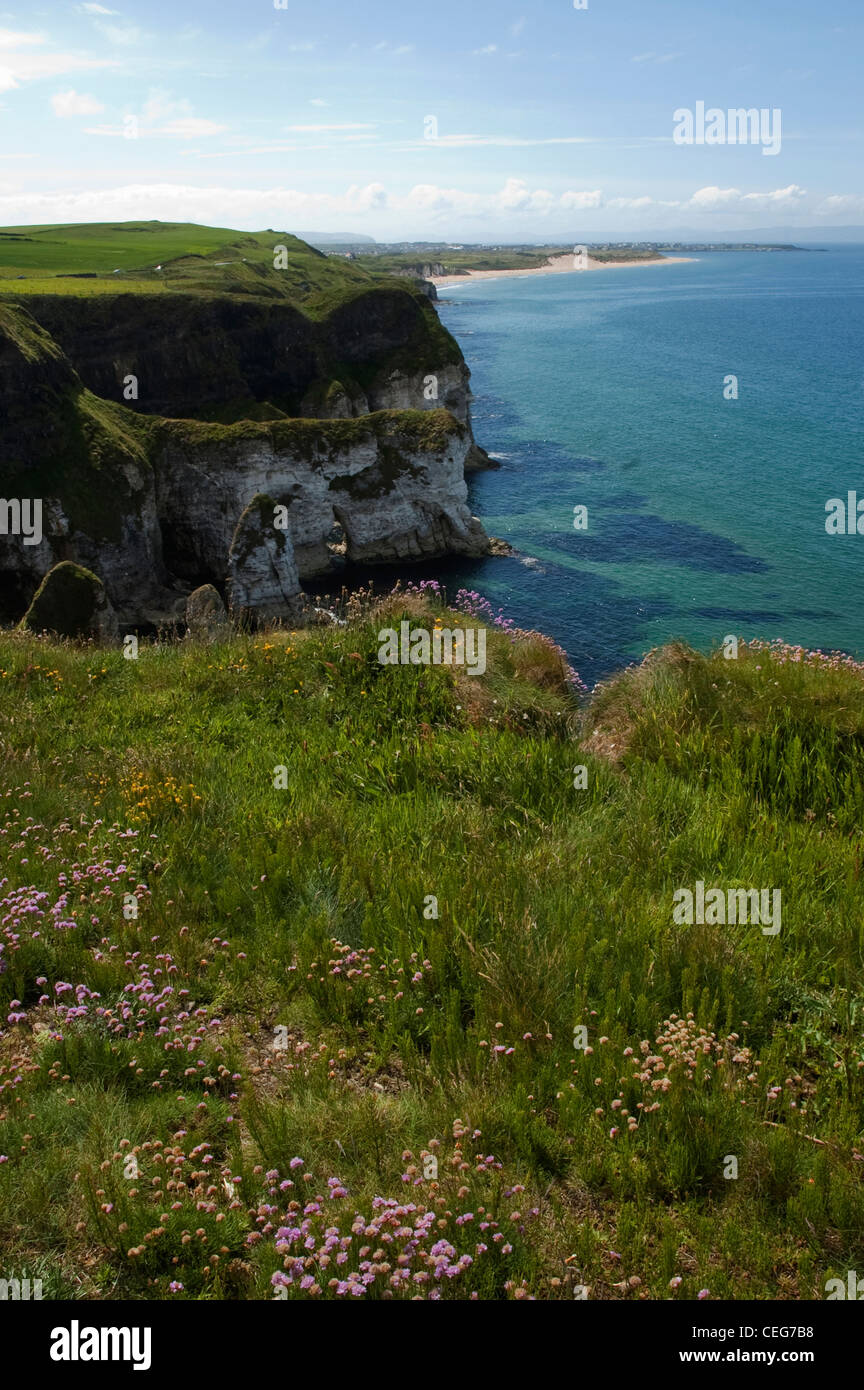 Ansicht von Sommerblumen und Klippen entlang Causeway-Küste, Antrim in Nordirland. Stockfoto
